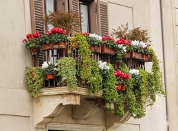 Balcones, patios y jardines para la biodiversidad