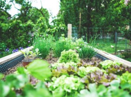 Aprende a cuidar de tu jardín